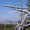 Fichtelgebirge Baumstrukturen im Kösseinewald 200610