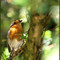 #66 Robin - Macaleandru