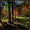 Forest in autumn