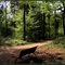 Through the forest