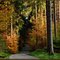 Autumn's colors