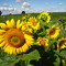 Sonnenblumen am Rande von Wiedenzhausen - Aug.2006