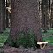 Kleiderhaken und Schuhspanner ... Sparriger Schüppling (Pholiota squarrosa)
