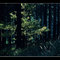 Steinwald Forest