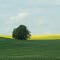 Rape and Green and Sky - Raps, Grün und Himmel