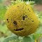 For Help, a Bee! - zu Hilfe, eine Biene!