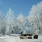 White Trees - Wintertraum