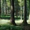 Sommerwald