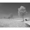 wonderful landscape in winter