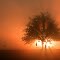 Sonneaufgang am Golfplatz in Iffeldorf. Die Sonne kam mühsam durch den Nebel hindurch, aber als es herauskam, war alles feuerrot. Hilfe!!!!  Die Bude Brennt...  Sunrise at the golf course Iffeldorf. The sun came laboriously through the fog, but when it cam