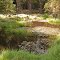 Waldweiher bei Fichtelbrunn