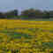 dandelion meadow near Hallerndorf 2 (Löwenzahnwiese)