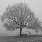 Frostbaum und Nebelbank