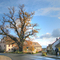 Puschendorf - 1000-jährige Eiche im Herbst