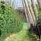 Hopfengarten bei Mainburg