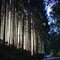 #112 Abendsonne im Wald bei Bad Feilnbach, E.T's going home, Germany