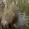 everglades