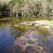 Big Cypress swamp