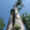 Tree at Big Cypress Preserve, Florida