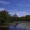 Lovely bay of water lilies 田二柱