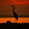 Indian Inlet Heron