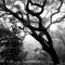 Whispering Oaks by Rebecca Cruz