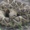 Rattlesnake