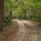 Shell Bluff Road