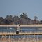 blue heron and  egret