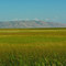 Marsh near Ovid Creek