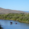 moose, 2 calves, Bear River, 2007