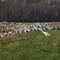 Jasper-Pulaski Fish & Wildlife Area