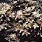 Acropora carduus- Papua New Guinea. Corallite detail. Photograph: Charlie Veron