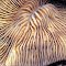 Cycloseris somervillei.  Papua New Guinea.  Side of a polyp, showing the arched central dome.  Photograph: Charlie Veron.