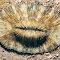 Cycloseris somervillei.  Papua New Guinea.  Polyps are oval with a prominent central arch.  Photograph: Neville Coleman.
