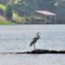 Great Blue Heron- Lake of Egypt