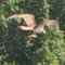 Osprey at Lake of Egypt!