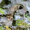 Interesting Rock Face at Ferne Clyffe State Park
