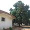 odienné mango