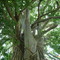 la vraie Nature le Baobab
