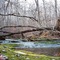 Fallen Tree @ Carter Caves; Olive Hill, KY
