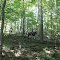Coming off the hills into the coolness of the forest Carter Caves