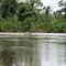 hippo