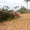 cow on the beach Tabou, IC 1999