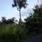 Lone Long Tree