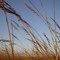 Burr Oak Wildlife Management Area