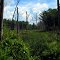 Swamp at Harold Parker