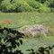 Beaver lodge at Elk Neck