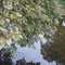 North East Creek Reflection