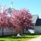 Full Bloom in the spring at Wabanica Lutheran Church, MN